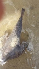 Ogcocephalus vespertilio