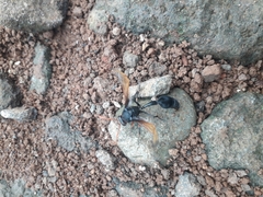 Delta pyriforme circinale