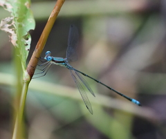 Lestes pictus