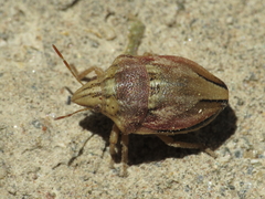 Odontotarsus callosus