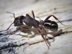Rhytidoponera tasmaniensis