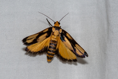 Xylorycta heliomacula