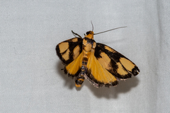 Xylorycta heliomacula