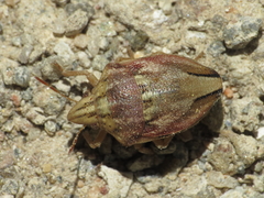 Odontotarsus callosus