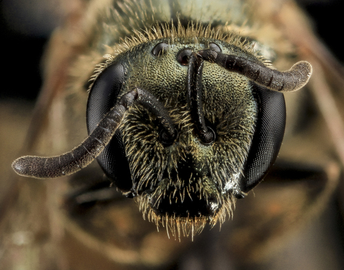 Gotham Sweat Bee photo 5