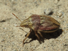 Odontotarsus callosus