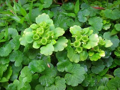Chrysosplenium serreanum