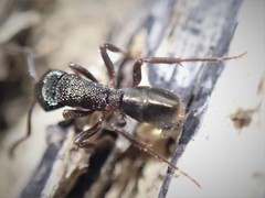 Rhytidoponera tasmaniensis