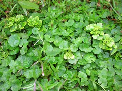 Chrysosplenium serreanum