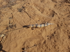 Peters' Banded Skink photo 2