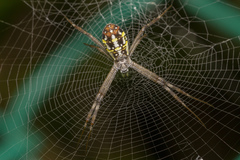 Argiope dang