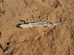 Peters' Banded Skink photo 4