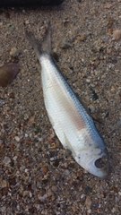 Actinopterygii