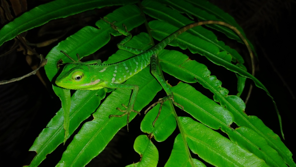 Great Crested Canopy Lizard in November 2020 by aswad andriyanto ...