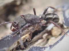 Rhytidoponera tasmaniensis