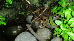 Fejervarya limnocharis