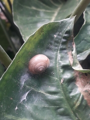 Quantula