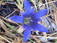 Gentiana newberryi