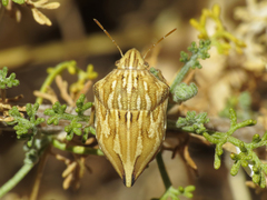 Odontotarsus intermedius