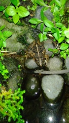 Fejervarya limnocharis