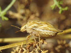 Odontotarsus intermedius