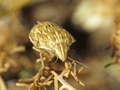 Odontotarsus intermedius