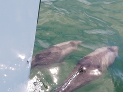 Cephalorhynchus heavisidii