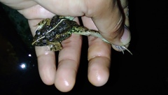 Fejervarya limnocharis