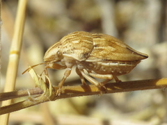 Odontotarsus intermedius