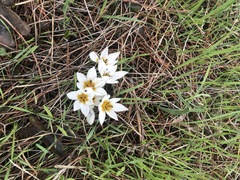 Crocus hyemalis