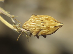 Odontotarsus intermedius