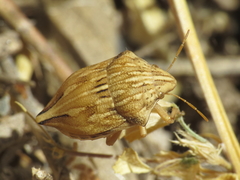 Odontotarsus intermedius