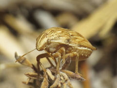 Odontotarsus intermedius