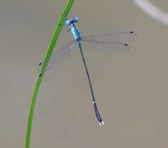 Lestes praevius