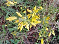 Ulex argenteus subsericeus