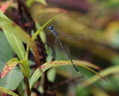 Lestes quercifolia