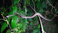 Boiga multomaculata