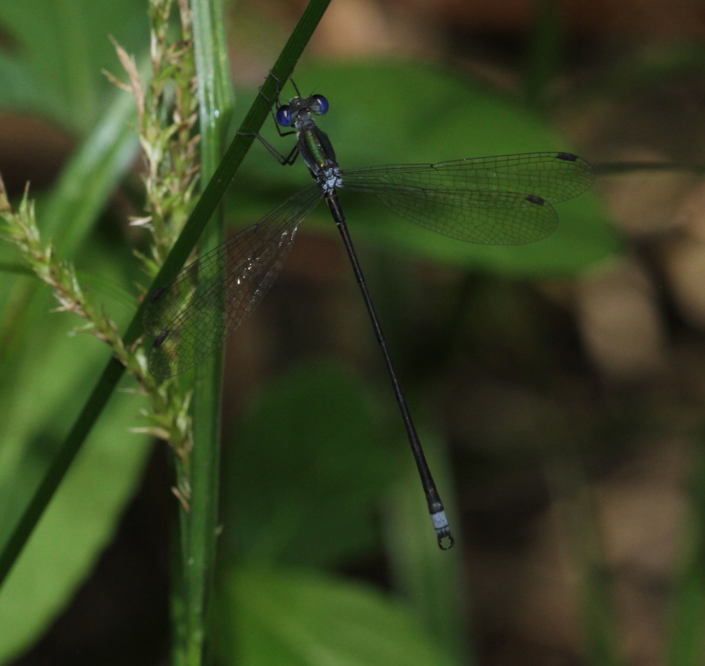 Lestes silvaticus
