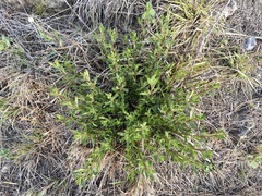 Tessaria dodonaeifolia