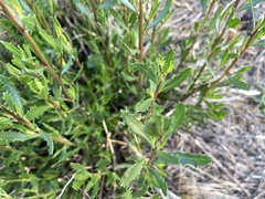 Tessaria dodonaeifolia