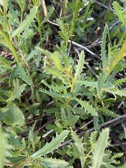 Tessaria dodonaeifolia