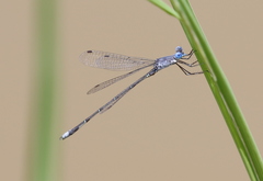 Lestes simulatrix