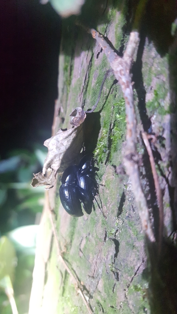 Misolampidius