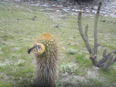 Weberbauerocereus weberbaueri