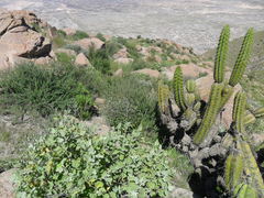 Corryocactus brevistylus