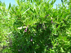 Dunalia spinosa