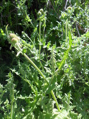 Polyachyrus sphaerocephalus