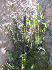 Cheilanthes pruinata