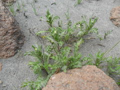 Laennecia artemisiifolia