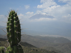 Corryocactus brevistylus